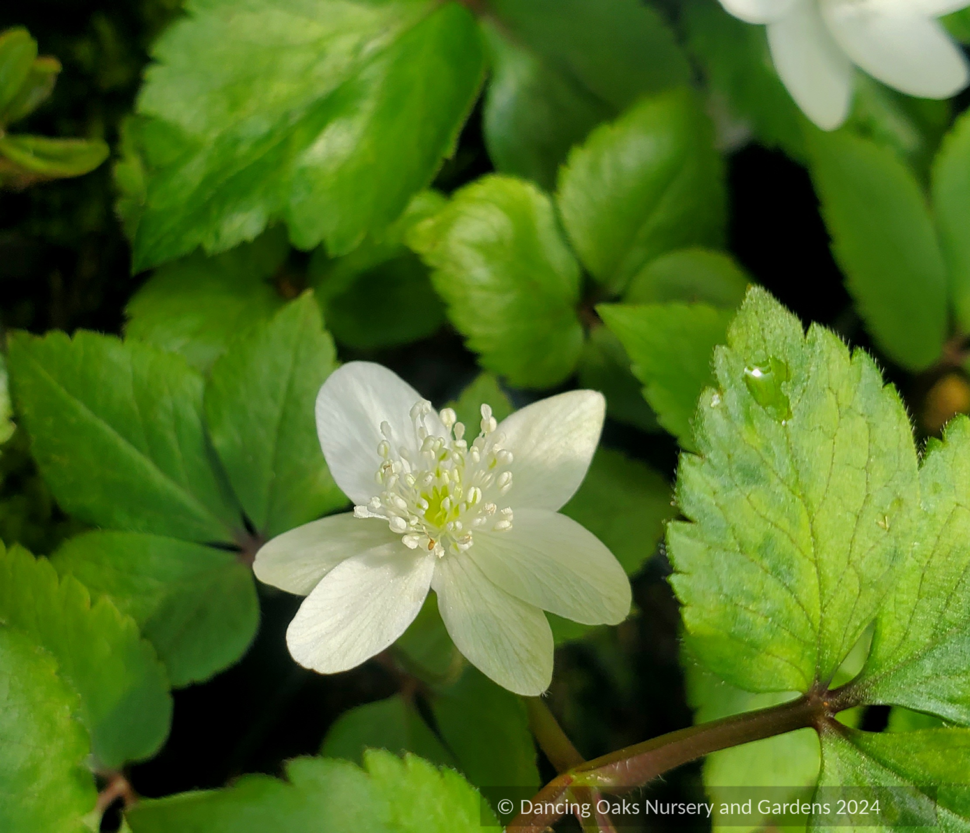 Ground Covers ~ Anemone trifolia ~ Dancing Oaks Nursery and Gardens ~ Retail Nursery ~ Mail Order Nursery