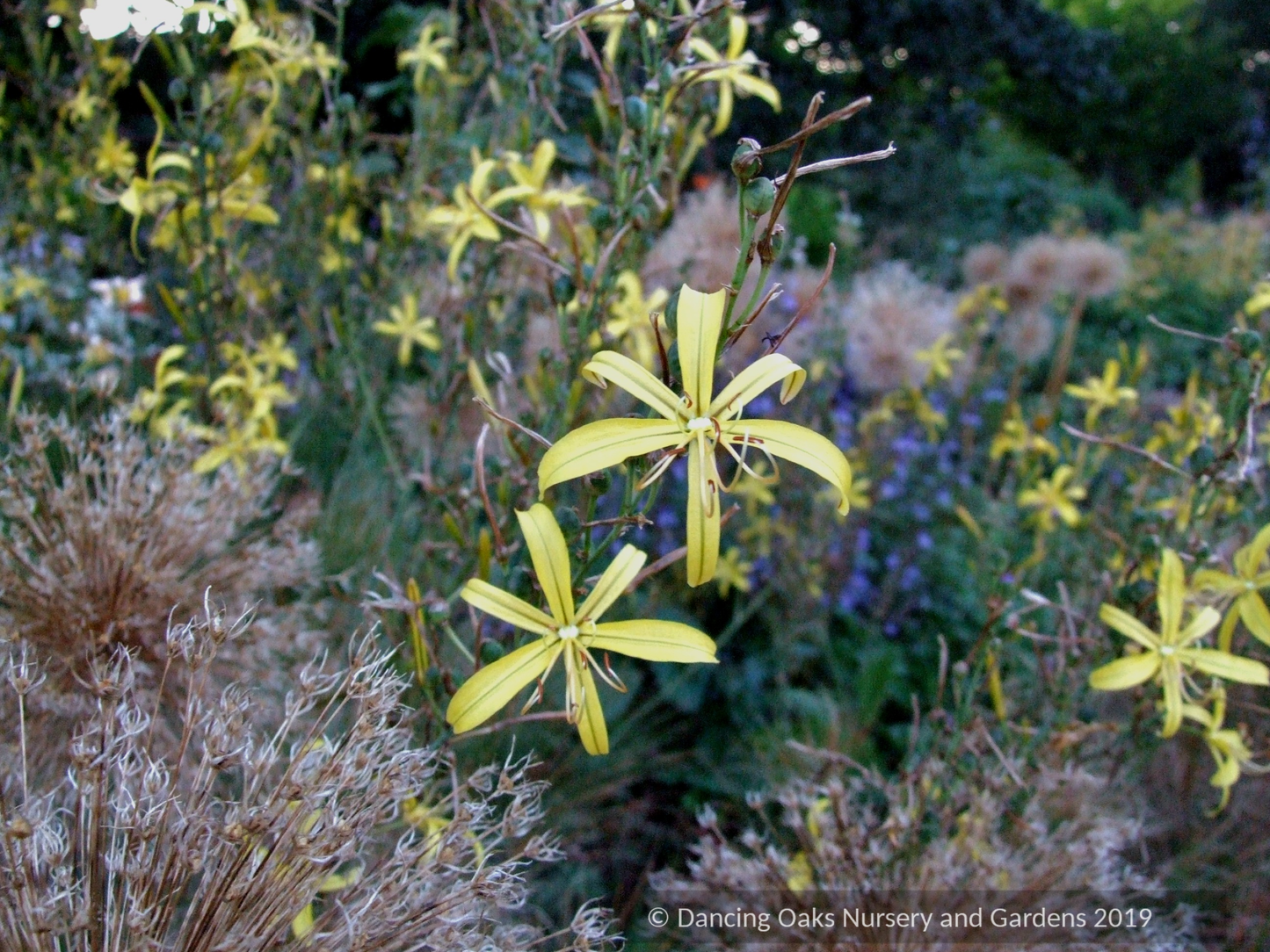 Asphodeline liburnica, Jacob's Rod