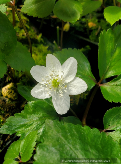 Ground Covers ~ Anemone trifolia ~ Dancing Oaks Nursery and Gardens ~ Retail Nursery ~ Mail Order Nursery