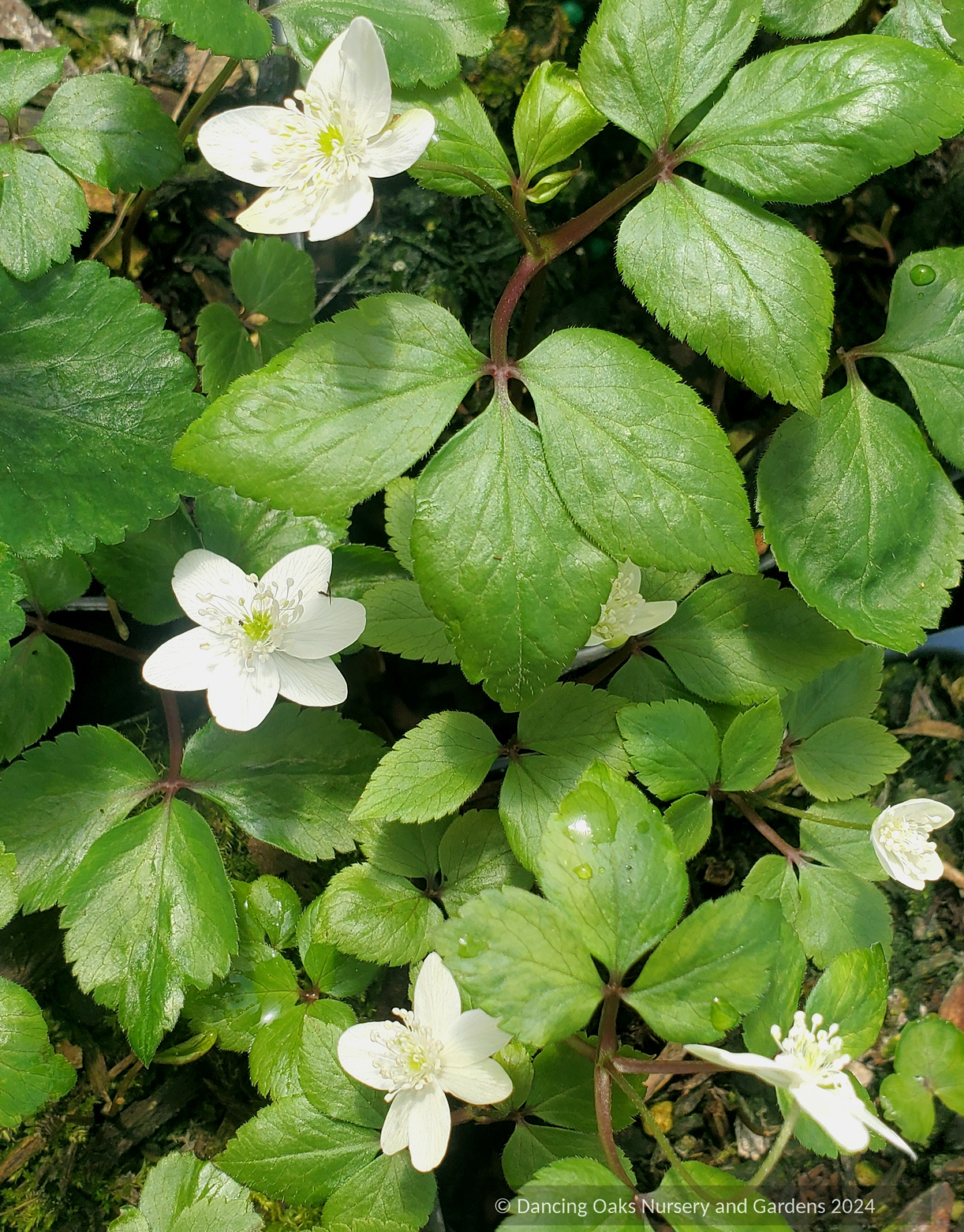 Ground Covers ~ Anemone trifolia ~ Dancing Oaks Nursery and Gardens ~ Retail Nursery ~ Mail Order Nursery