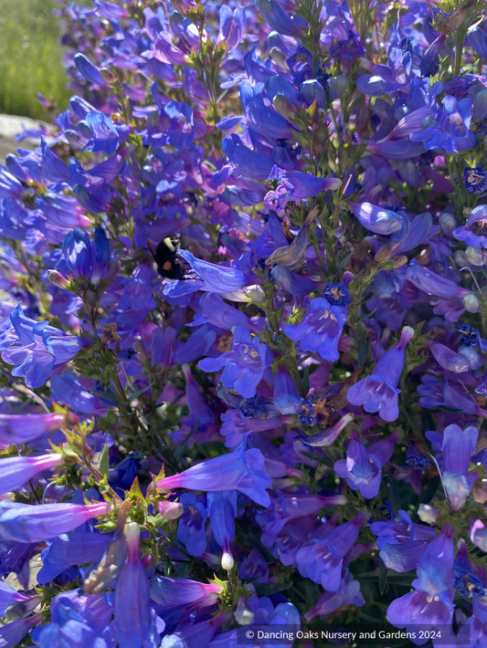 Perennials ~ Penstemon 'Catherine de la Mare', Beard Tongue ~ Dancing Oaks Nursery and Gardens ~ Retail Nursery ~ Mail Order Nursery