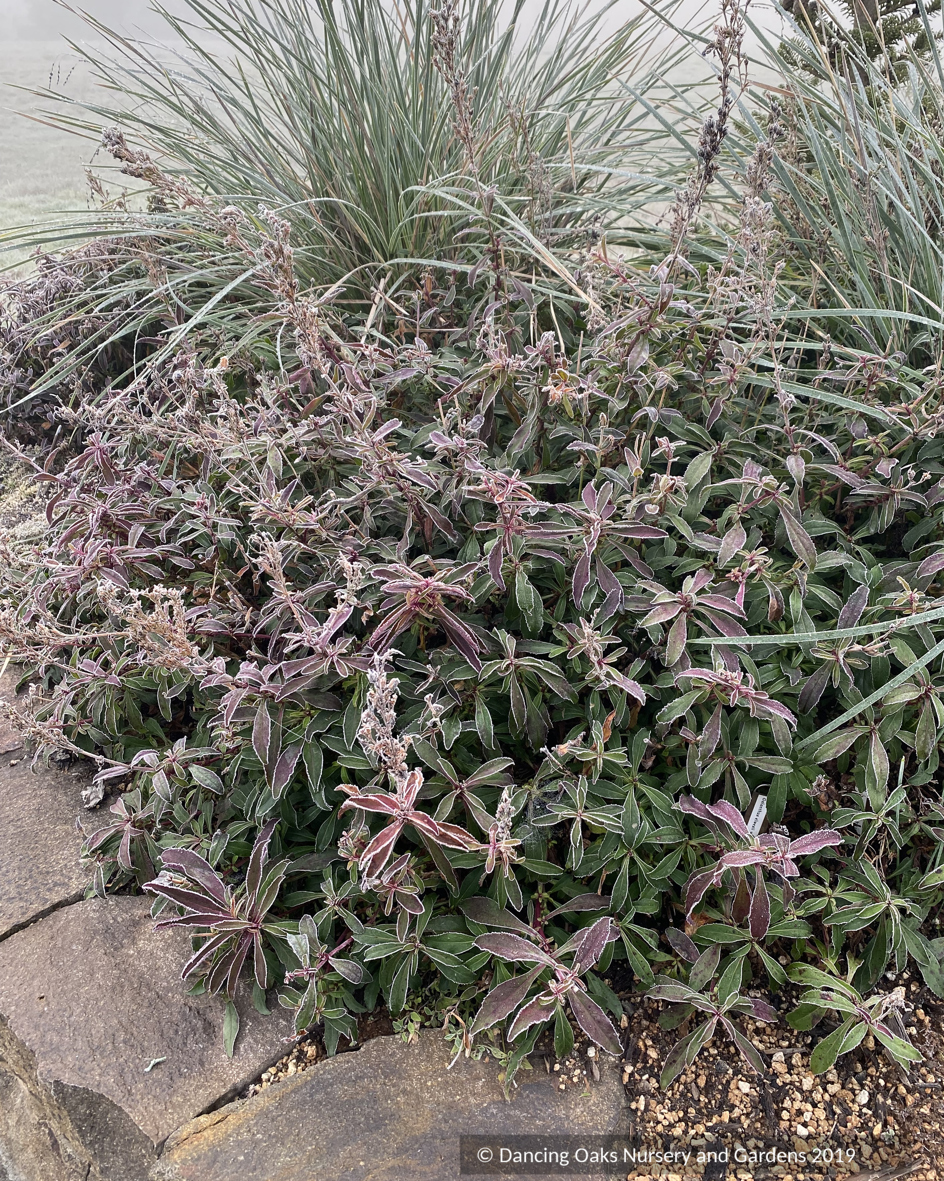 Perennials ~ Penstemon 'Catherine de la Mare', Beard Tongue ~ Dancing Oaks Nursery and Gardens ~ Retail Nursery ~ Mail Order Nursery