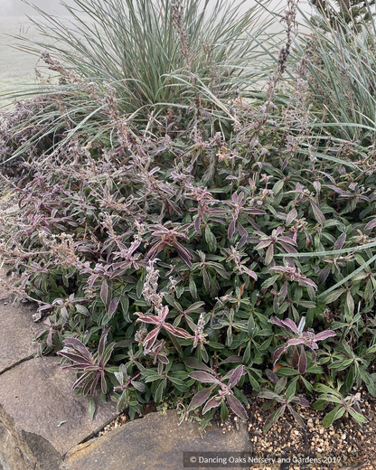 Perennials ~ Penstemon 'Catherine de la Mare', Beard Tongue ~ Dancing Oaks Nursery and Gardens ~ Retail Nursery ~ Mail Order Nursery