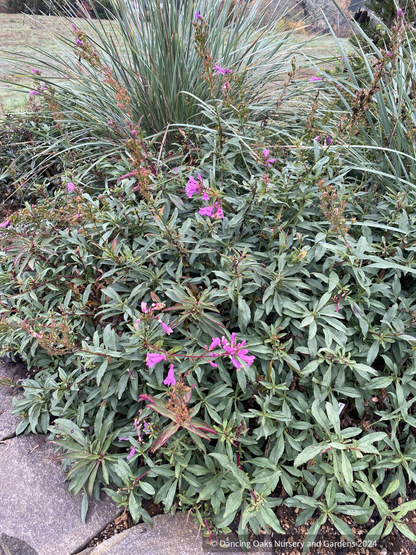 Perennials ~ Penstemon 'Catherine de la Mare', Beard Tongue ~ Dancing Oaks Nursery and Gardens ~ Retail Nursery ~ Mail Order Nursery