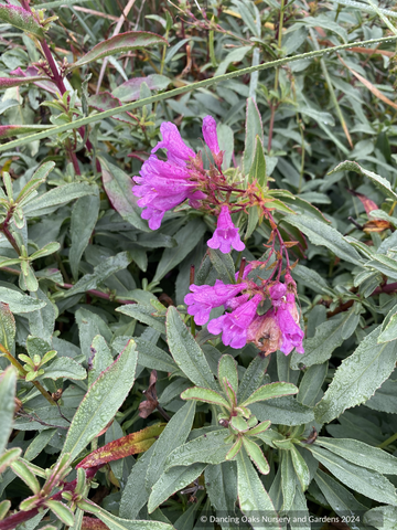Penstemon 'Catherine de la Mare', Beard Tongue – Dancing Oaks Nursery and  Gardens