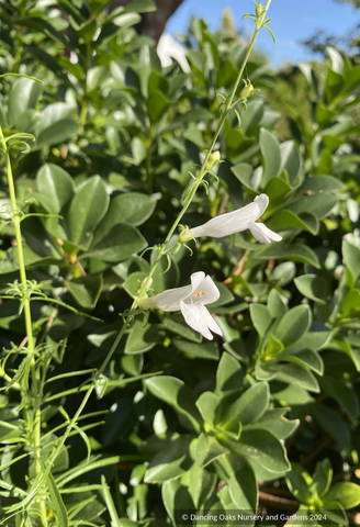 Perennials ~ Penstemon heterophyllus ‘GMR White’, Beard Tongue ~ Dancing Oaks Nursery and Gardens ~ Retail Nursery ~ Mail Order Nursery