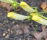 Penstemon heterophyllus ‘GMR White’, Foothill Penstemon