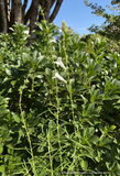 Perennials ~ Penstemon heterophyllus ‘GMR White’, Beard Tongue ~ Dancing Oaks Nursery and Gardens ~ Retail Nursery ~ Mail Order Nursery