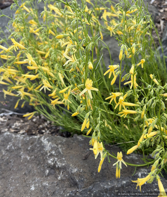 Perennials ~ Penstemon pinifolius 'Mersea Yellow', Yellow Pine Leaf Penstemon ~ Dancing Oaks Nursery and Gardens ~ Retail Nursery ~ Mail Order Nursery