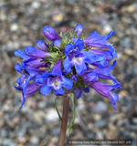 Perennials ~ Penstemon procerus, Small-flowered Penstemon ~ Dancing Oaks Nursery and Gardens ~ Retail Nursery ~ Mail Order Nursery