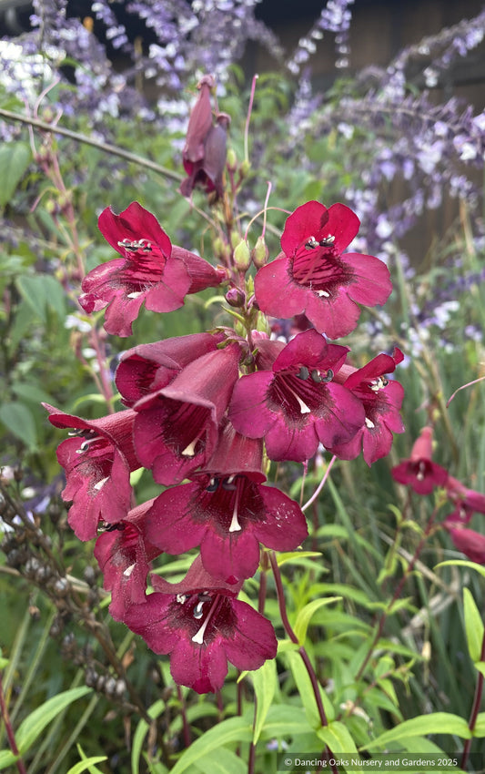 Perennials ~ Penstemon x 'Purple Bedder', Beard Tongue ~ Dancing Oaks Nursery and Gardens ~ Retail Nursery ~ Mail Order Nursery
