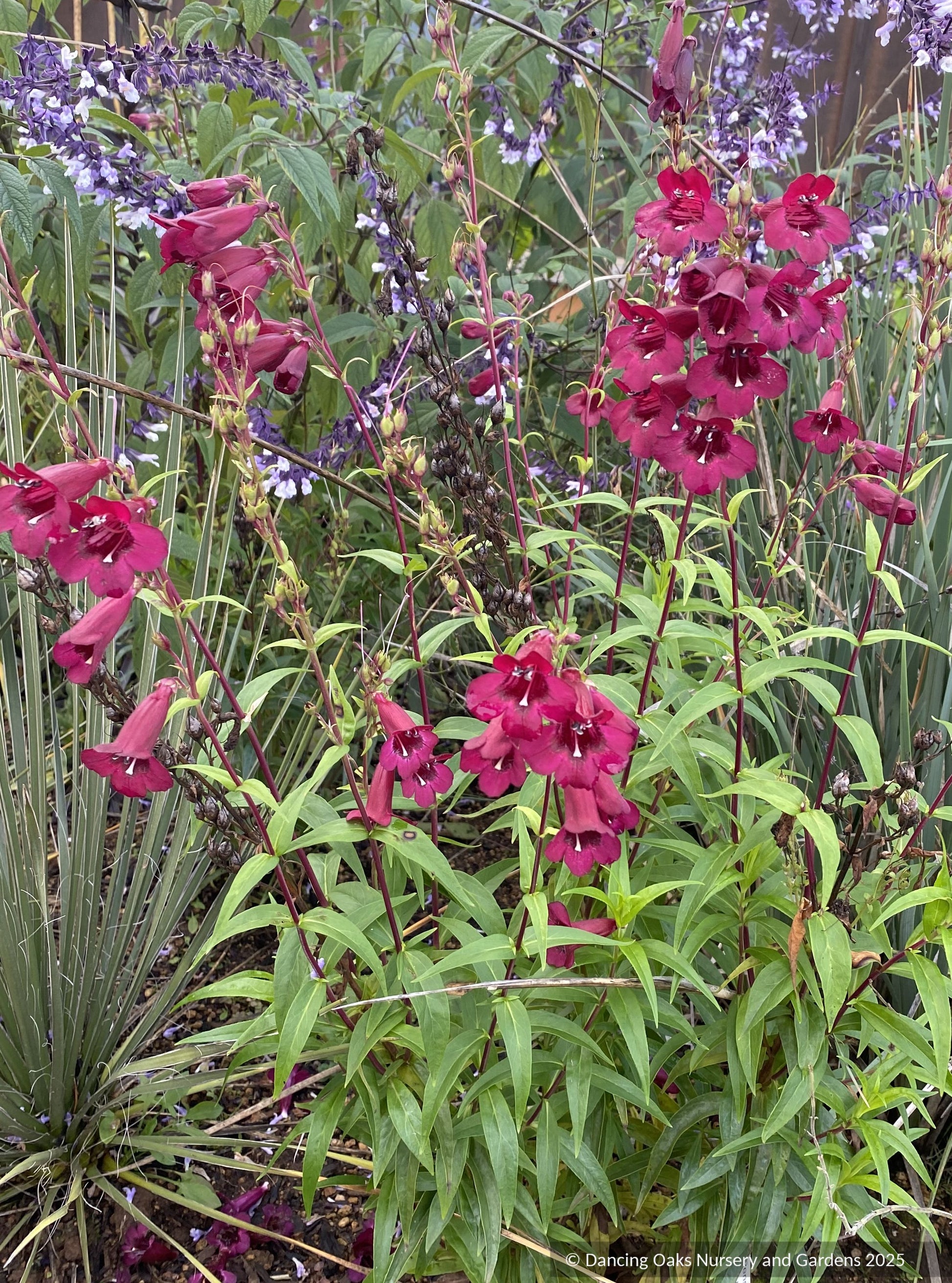 Perennials ~ Penstemon x 'Purple Bedder', Beard Tongue ~ Dancing Oaks Nursery and Gardens ~ Retail Nursery ~ Mail Order Nursery