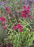 Perennials ~ Penstemon x 'Purple Bedder', Beard Tongue ~ Dancing Oaks Nursery and Gardens ~ Retail Nursery ~ Mail Order Nursery
