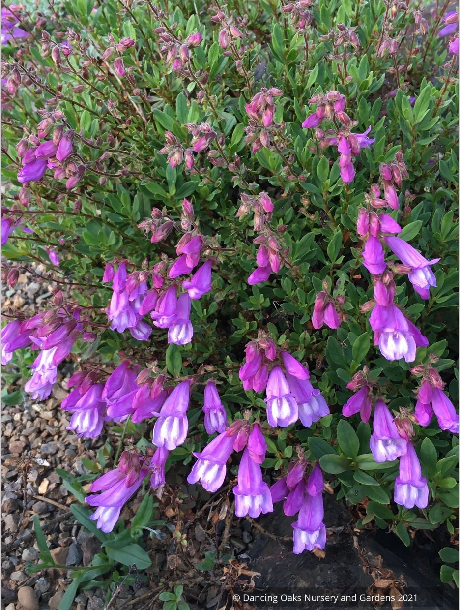 Penstemon cardwellii x rupicola, Cliff Beard Tongue