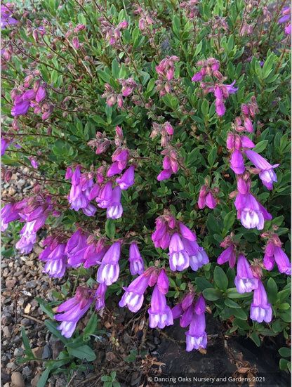 Penstemon cardwellii x rupicola, Cliff Beard Tongue