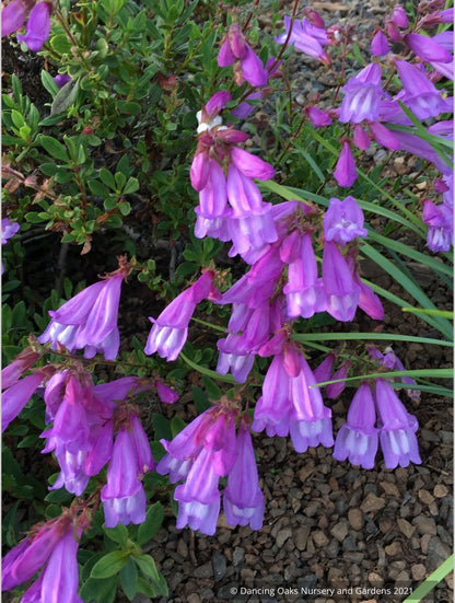 Penstemon cardwellii x rupicola, Cliff Beard Tongue