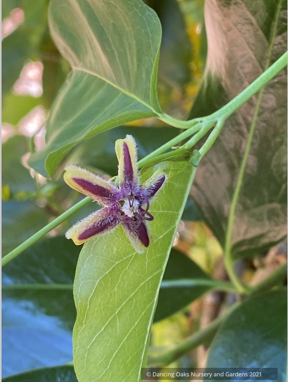 Periploca graeca, Milkweed Vine or Silk Vine