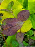 Perennials ~ Persicaria chinensis var. ovalifolia 'Indian Summer' ~ Dancing Oaks Nursery and Gardens ~ Retail Nursery ~ Mail Order Nursery