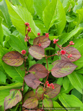 Persicaria chinensis var. ovalifolia 'Indian Summer'