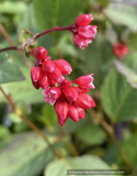 Perennials ~ Persicaria chinensis var. ovalifolia 'Indian Summer' ~ Dancing Oaks Nursery and Gardens ~ Retail Nursery ~ Mail Order Nursery