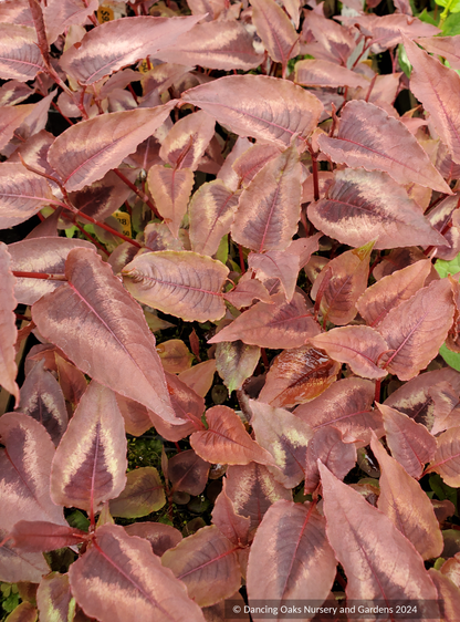 Perennials ~ Persicaria microcephala 'Red Dragon' PP12062, Fleeceflower ~ Dancing Oaks Nursery and Gardens ~ Retail Nursery ~ Mail Order Nursery