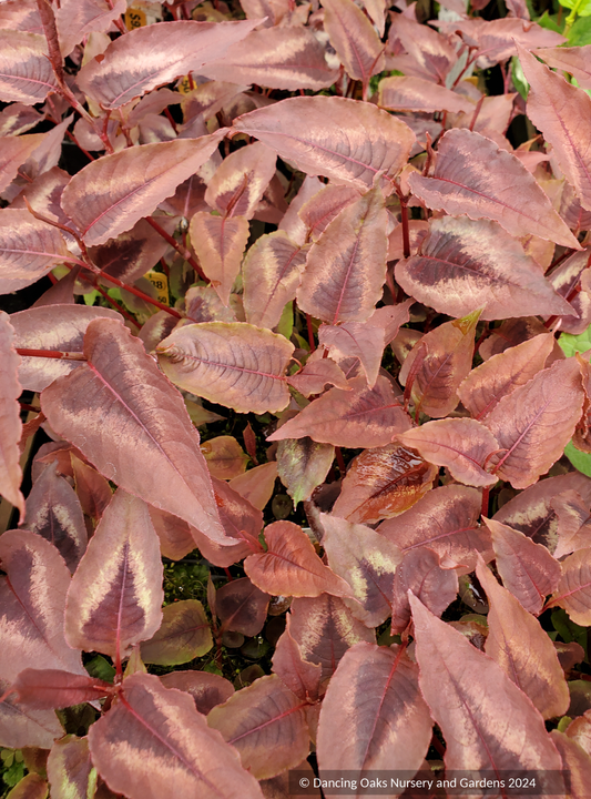 Perennials ~ Persicaria microcephala 'Red Dragon' PP12062, Fleeceflower ~ Dancing Oaks Nursery and Gardens ~ Retail Nursery ~ Mail Order Nursery