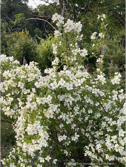 Philadelphus 'Belle Etoile', Mock Orange