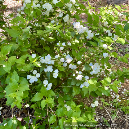 Shrubs ~ Philadelphus 'Manteau d'Hermine', Mock Orange ~ Dancing Oaks Nursery and Gardens ~ Retail Nursery ~ Mail Order Nursery