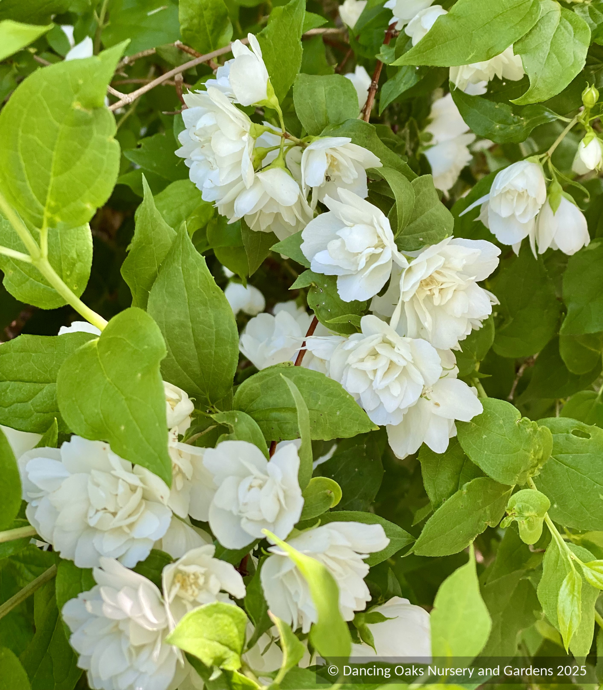 桜橘　正絹　大　御殿花　藤賢作 Philadelphus 'Manteau d'Hermine', Dwarf Mock Orange – Dancing Oaks