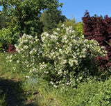 Shrubs ~ Philadelphus 'Belle Etoile', Mock Orange ~ Dancing Oaks Nursery and Gardens ~ Retail Nursery ~ Mail Order Nursery