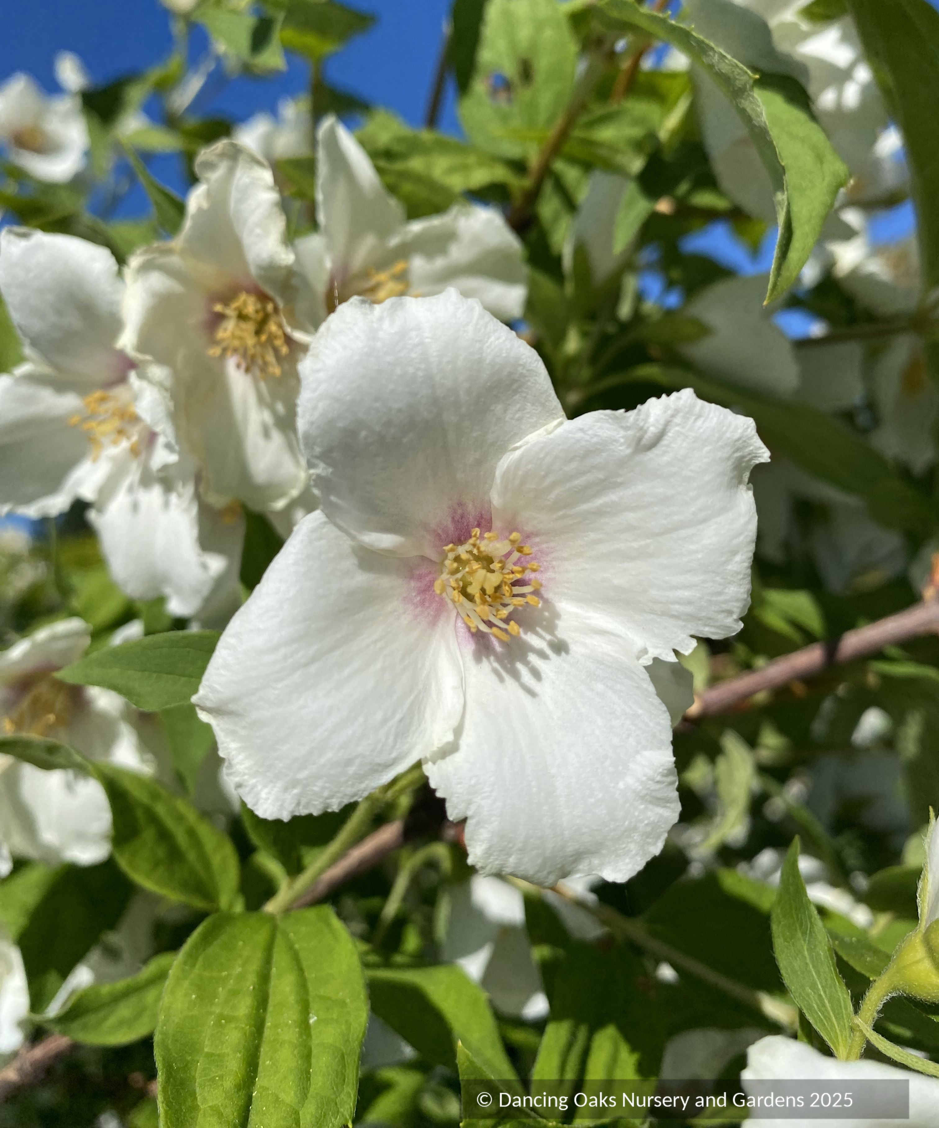 Philadelphus 'Belle Etoile', Mock Orange – Dancing Oaks Nursery