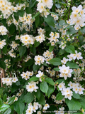 Shrubs ~ Philadelphus laxiflorus, Mock Orange ~ Dancing Oaks Nursery and Gardens ~ Retail Nursery ~ Mail Order Nursery