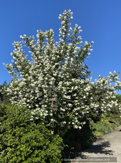 Shrubs ~ Philadelphus laxiflorus (syn. P. brachybotrys 'Laxiflorus', P. zhejiangensis), Mock Orange ~ Dancing Oaks Nursery and Gardens ~ Retail Nursery ~ Mail Order Nursery