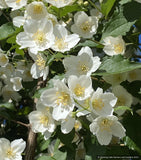Shrubs ~ Philadelphus laxiflorus (syn. P. brachybotrys 'Laxiflorus', P. zhejiangensis), Mock Orange ~ Dancing Oaks Nursery and Gardens ~ Retail Nursery ~ Mail Order Nursery