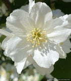 Shrubs ~ Philadelphus laxiflorus (syn. P. brachybotrys 'Laxiflorus', P. zhejiangensis), Mock Orange ~ Dancing Oaks Nursery and Gardens ~ Retail Nursery ~ Mail Order Nursery