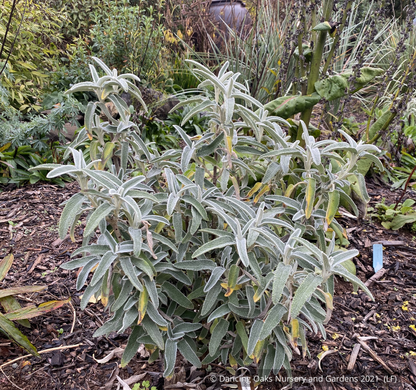 Shrubs ~ Phlomis x 'Le Sud', Hybrid Jerusalem Sage ~ Dancing Oaks Nursery and Gardens ~ Retail Nursery ~ Mail Order Nursery