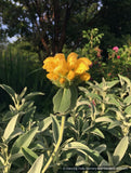 Perennials ~ Phlomis anatolica 'Lloyd's Variety', Jerusalem Sage ~ Dancing Oaks Nursery and Gardens ~ Retail Nursery ~ Mail Order Nursery