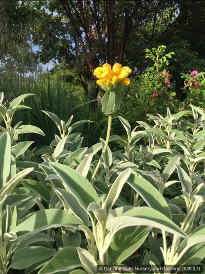 Perennials ~ Phlomis anatolica 'Lloyd's Variety', Jerusalem Sage ~ Dancing Oaks Nursery and Gardens ~ Retail Nursery ~ Mail Order Nursery