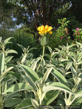 Perennials ~ Phlomis anatolica 'Lloyd's Variety', Jerusalem Sage ~ Dancing Oaks Nursery and Gardens ~ Retail Nursery ~ Mail Order Nursery