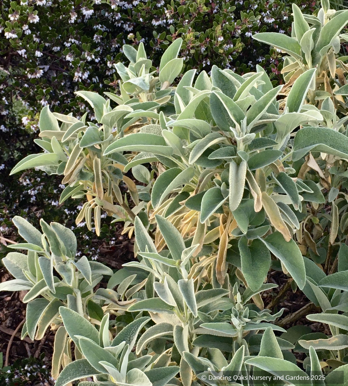 Perennials ~ Phlomis anatolica 'Lloyd's Variety', Jerusalem Sage ~ Dancing Oaks Nursery and Gardens ~ Retail Nursery ~ Mail Order Nursery