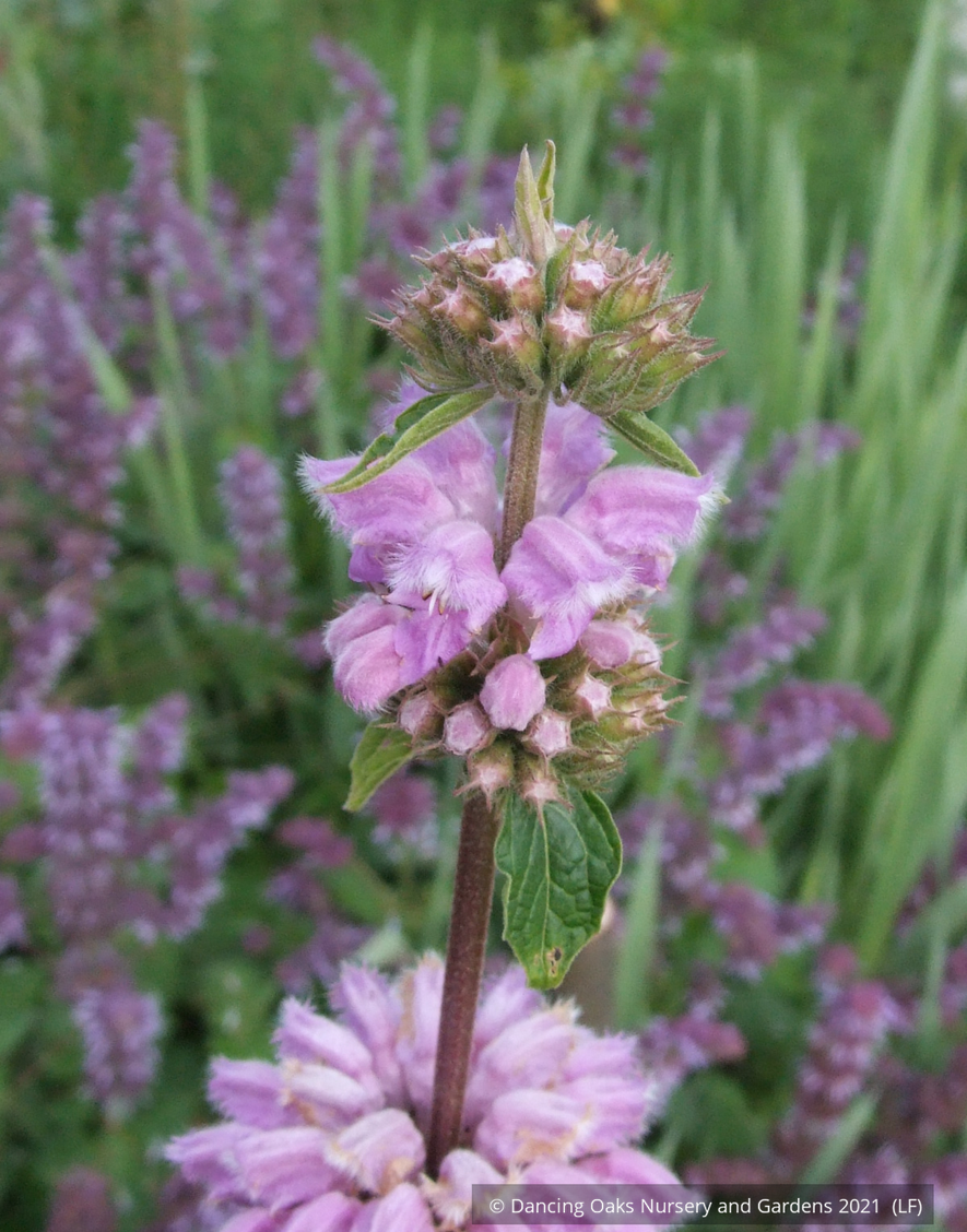 Perennials ~ Phlomis cashmeriana, Kashmir Sage ~ Dancing Oaks Nursery and Gardens ~ Retail Nursery ~ Mail Order Nursery