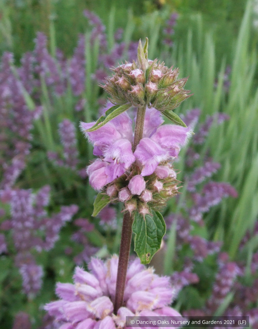 Perennials ~ Phlomis cashmeriana, Kashmir Sage ~ Dancing Oaks Nursery and Gardens ~ Retail Nursery ~ Mail Order Nursery