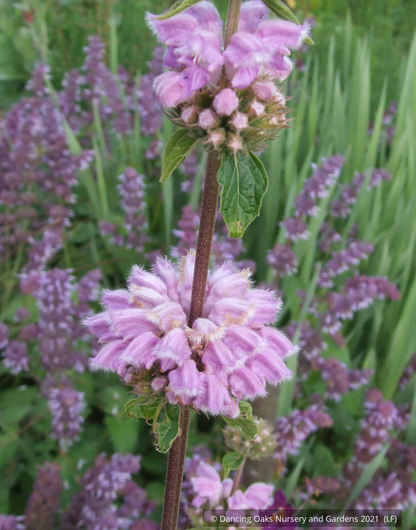 Perennials ~ Phlomis cashmeriana, Kashmir Sage ~ Dancing Oaks Nursery and Gardens ~ Retail Nursery ~ Mail Order Nursery