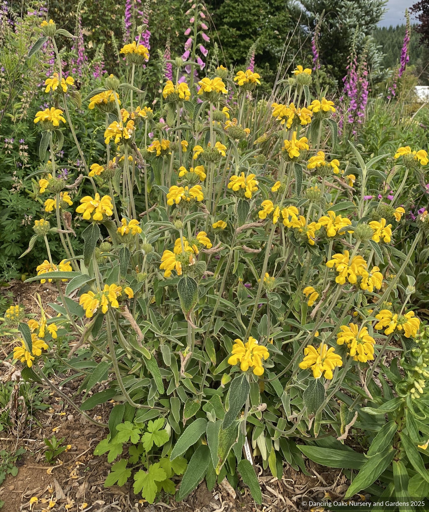 Shrubs ~ Phlomis x 'Le Sud', Hybrid Jerusalem Sage ~ Dancing Oaks Nursery and Gardens ~ Retail Nursery ~ Mail Order Nursery