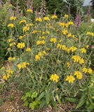 Shrubs ~ Phlomis x 'Le Sud', Hybrid Jerusalem Sage ~ Dancing Oaks Nursery and Gardens ~ Retail Nursery ~ Mail Order Nursery
