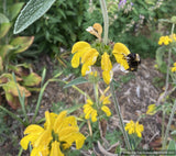 Shrubs ~ Phlomis x 'Le Sud', Hybrid Jerusalem Sage ~ Dancing Oaks Nursery and Gardens ~ Retail Nursery ~ Mail Order Nursery
