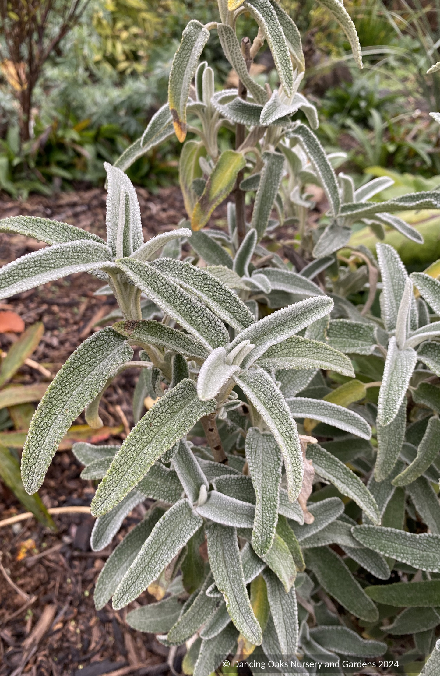 Shrubs ~ Phlomis x 'Le Sud', Hybrid Jerusalem Sage ~ Dancing Oaks Nursery and Gardens ~ Retail Nursery ~ Mail Order Nursery