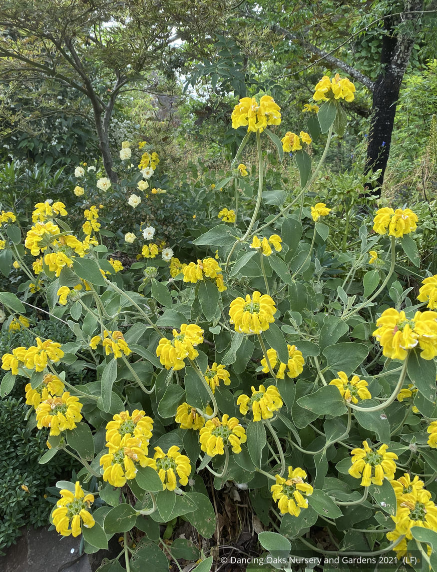 Perennials ~ Phlomis monocephala, Jerusalem Sage ~ Dancing Oaks Nursery and Gardens ~ Retail Nursery ~ Mail Order Nursery