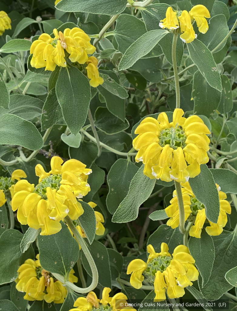 Phlomis monocephala, Jerusalem Sage – Dancing Oaks Nursery and Gardens