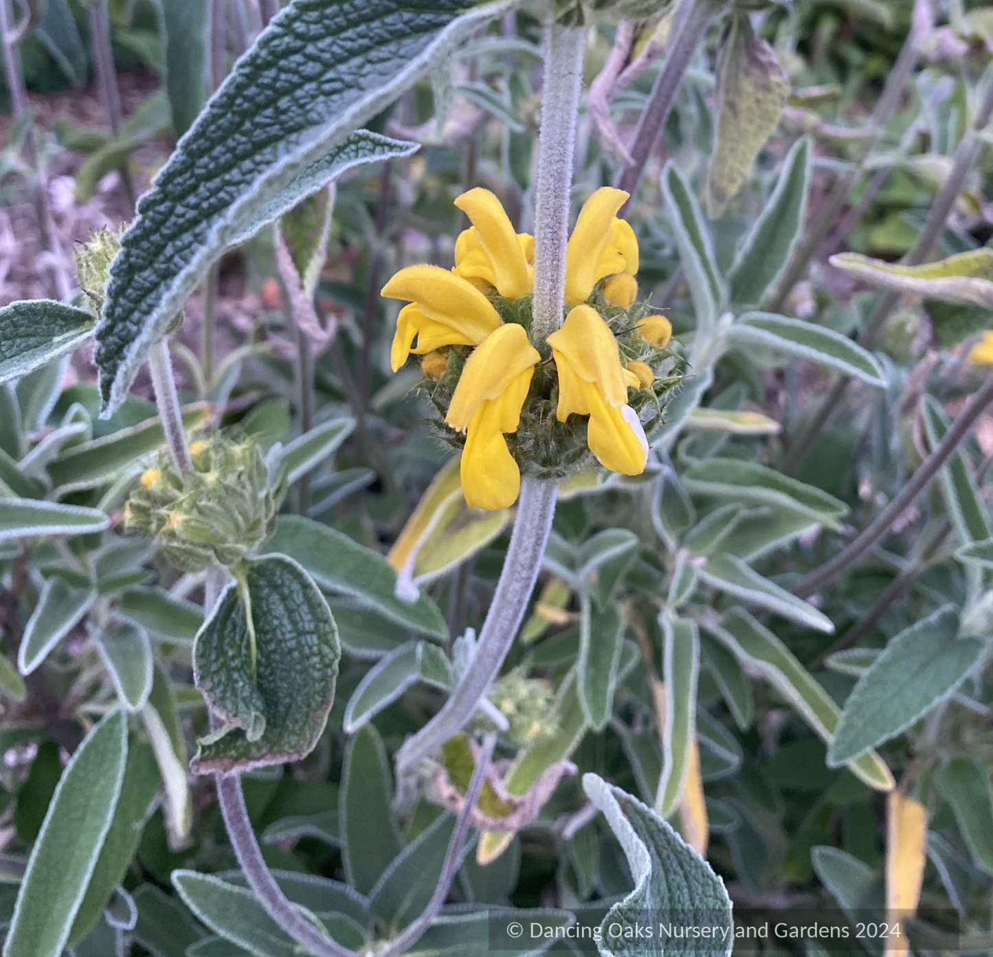 Shrubs ~ Phlomis x 'Le Sud', Hybrid Jerusalem Sage ~ Dancing Oaks Nursery and Gardens ~ Retail Nursery ~ Mail Order Nursery